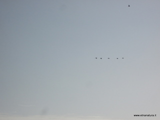 lle del Simeto-24-02-2013 10-37-09